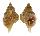 PERSONIDAE DISTORSIO RETICULARIS shell