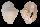 STROMBIDAE STROMBUS LATISSIMUS shell