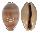 CYPRAEIDAE LYNCINA LEVIATHAN TITAN shell
