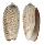 OLIVIDAE OLIVA KEENI shell