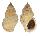 BUCCINIDAE BUCCINUM MIRANDUM KOREANUM shell
