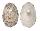 FISSURELLIDAE DIODORA FUNICULATA shell