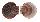 PECTINIDAE LISSOCHLAMYS EXOTICA shell
