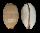CYPRAEIDAE LURIA ISABELLA LEKALEKANA shell