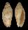 VOLUTIDAE AMORIA JAMRACHI CONDEI shell