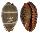 CYPRAEIDAE PALMADUSTA LUTEA shell