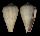 CONIDAE AFRICONUS MESSIASI shell