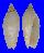 VOLUTIDAE AMORIA DAMONI cf. REEVEI shell