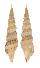TURRIDAE PTYCHOBELA FLAVIDULA shell