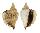    shell