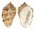 HARPIDAE MORUM GRANDE shell