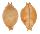 CYPRAEIDAE PUSTULARIA GLOBULUS SPHAERIDIUM shell