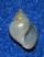 RISSOIDAE MICROSTELMA JAPONICA shell