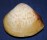 MACTRIDAE MACTRA MACULATA shell