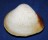 MACTRIDAE MACTRA MACULATA shell