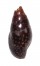 COLUMBELLIDAE MITRELLA  ELEGANS shell