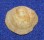 HIPPONICIDAE CHEILEA CEPACEA shell