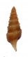 TURRIDAE GEMMULA MONILIFERA shell