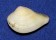 VENERIDAE ANOMALOCARDIA AUBERIANA shell
