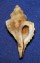 MURICIDAE EUPLEURA MURICIFORMIS shell
