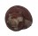 TROCHIDAE CLANCULUS CRUCIATUS shell