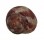 TROCHIDAE CLANCULUS CRUCIATUS shell