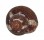 TROCHIDAE CLANCULUS CRUCIATUS shell