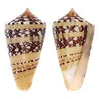 Conidae shells at TopSeaShells