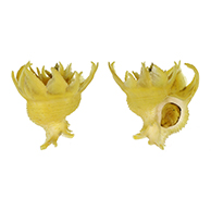 Coralliophilidae shells at TopSeaShells