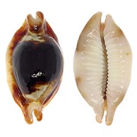 Cypraeidae shells at TopSeaShells