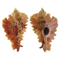 Muricidae shells at TopSeaShells