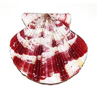 Pectinidae shells at TopSeaShells