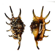 Strombidae shells at TopSeaShells