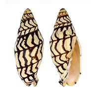 Volutidae shells at TopSeaShells
